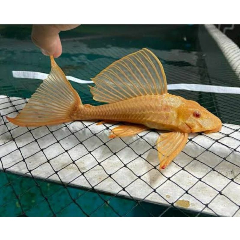 ikan sapu-sapu albino