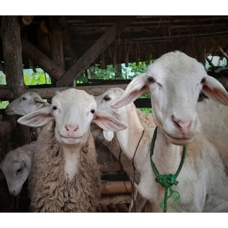 Kambing / domba jantan kurban