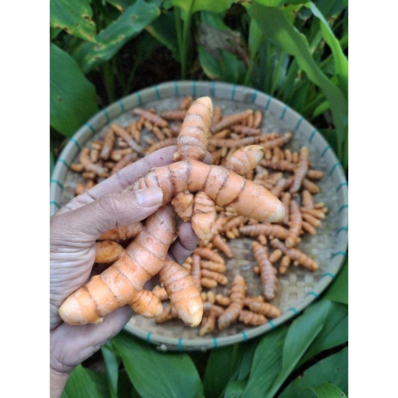 

Kunyit segar bersih 500 gram