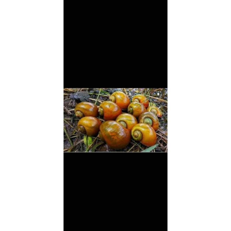 Keong mas sawah isi 5e / pakan ikan predator serbaguna