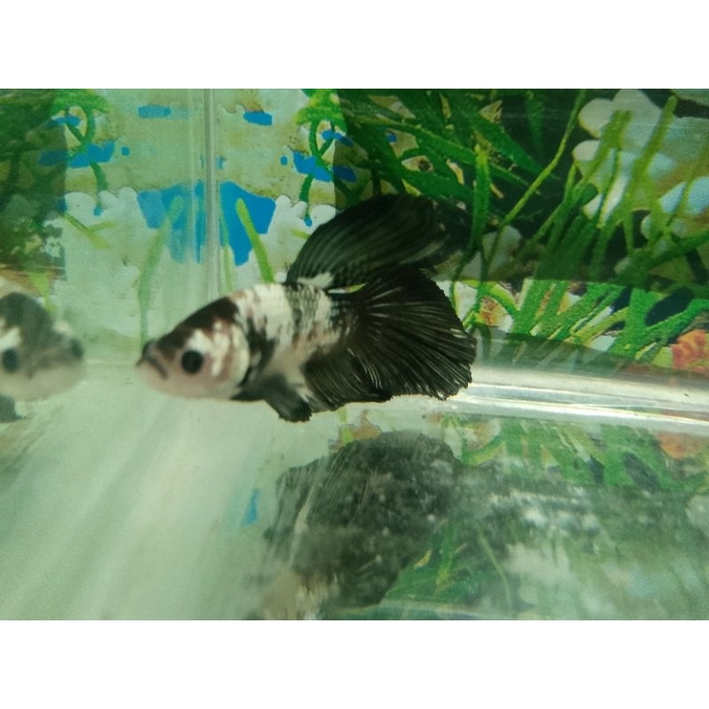 L Cupang Black Samurai Halfmoon *Instant Makassar*