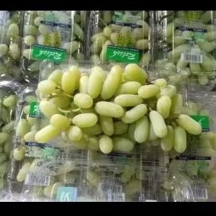 

Anggur Sonaka Green India pack Jual Per 1 Dus