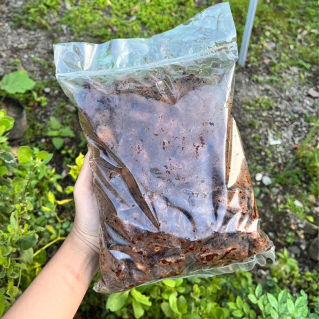

PIKLUM COKLAT 250 GRAM | Selayhot