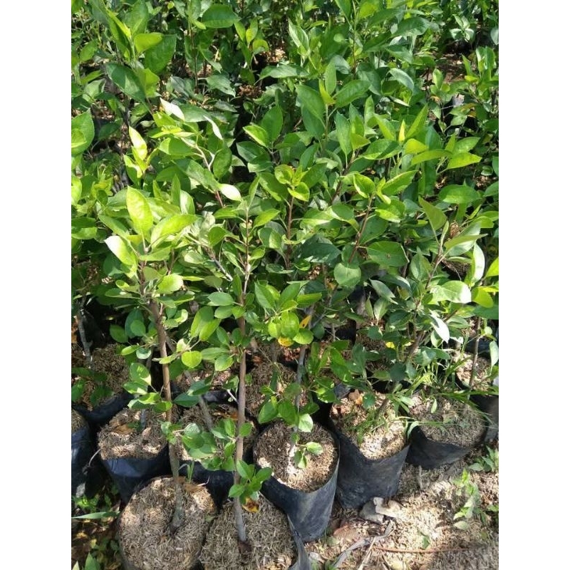 bibit buah apel merah