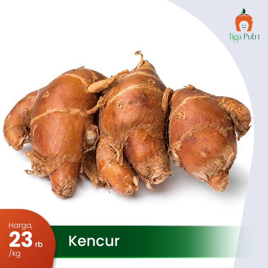 

[Kencur Segar Bersih] Kencur Fresh Bumbu Dapur Kualitas Baik