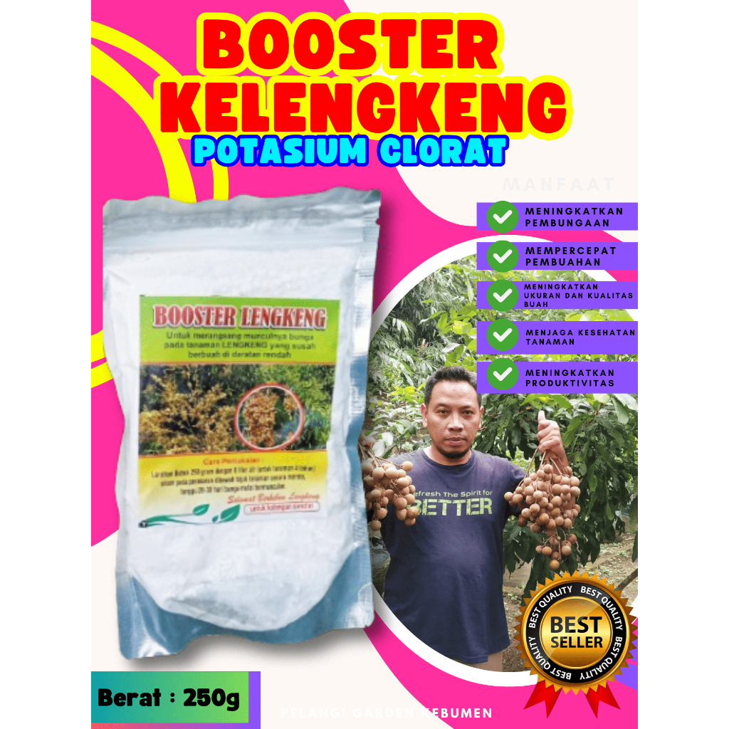 TERBAIK ! Booster Buah Kelengkeng Pingpong, Booster Buah Kelengkeng Pingpong Berbuah