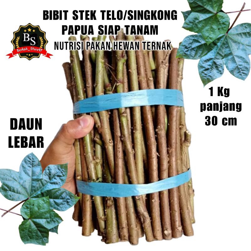 

1 KG BIBIT SINGKONG/TELO PAPUA DAUN LEBAR UNTUK PAKAN TERNAK