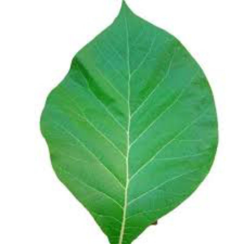 

Daun jati 500 gram