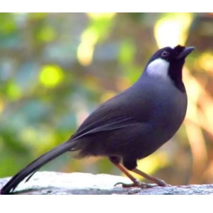 Burung Poksay Hongkong Pipi Putih Jantan Bunyi Gacor