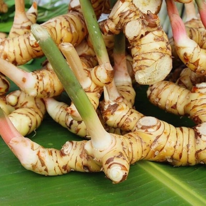 

LENGKUAS BUMBU SEGAR 500GR