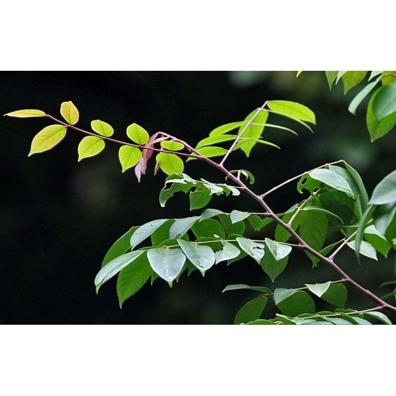 

daun belimbing 100gram dengan tangkai