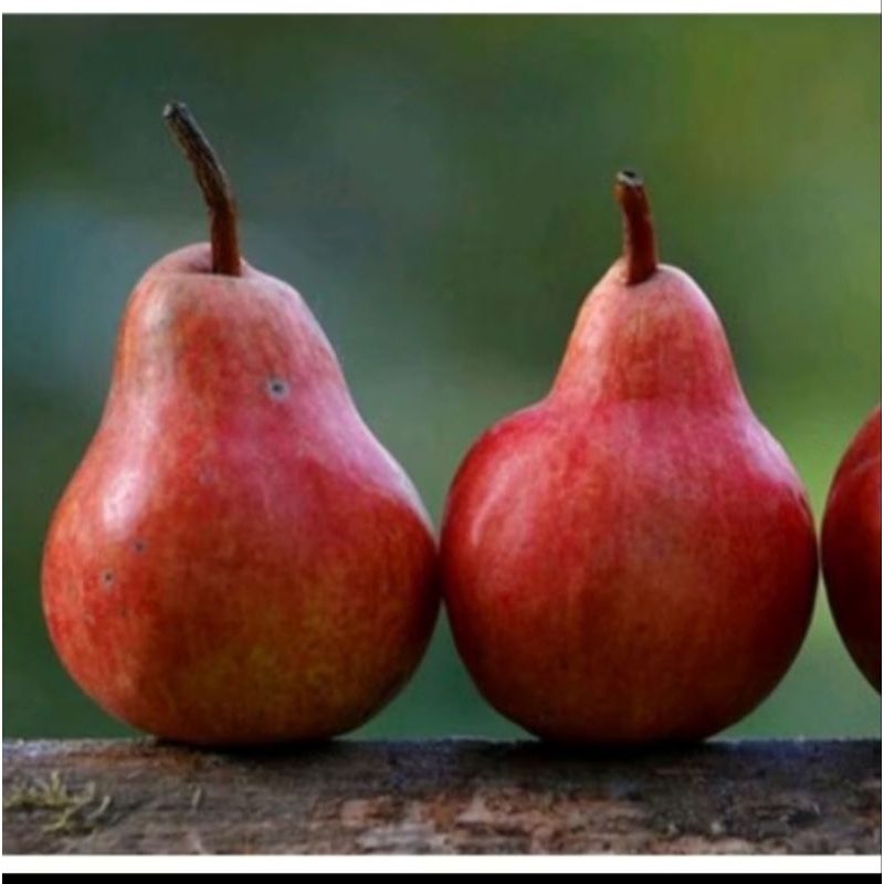 BIBIT TANAMAN BUAH PIR MERAH CEPAT BERBUAH DAN BISA BERBUAH DI TAMBULAPOT