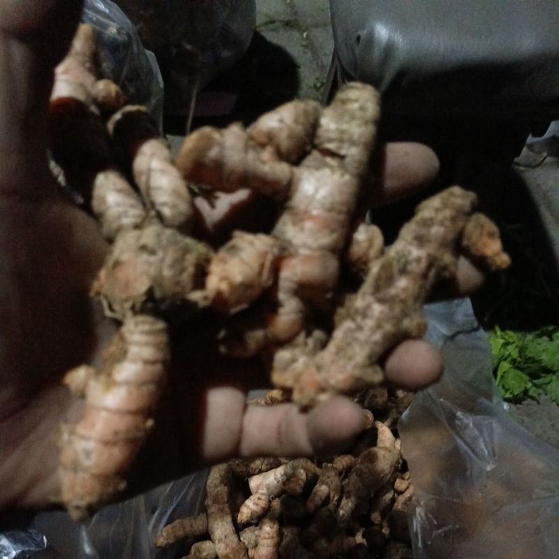 

kunyit/ kunir fresh ukuran sedang