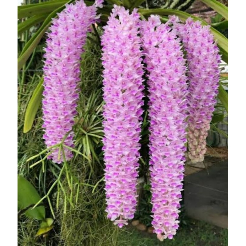 Anggrek Ekor Tupai Dewasa