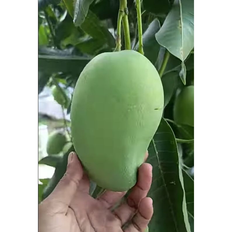 

mangga harum manis mengkel tua dan matang pohon 1kg