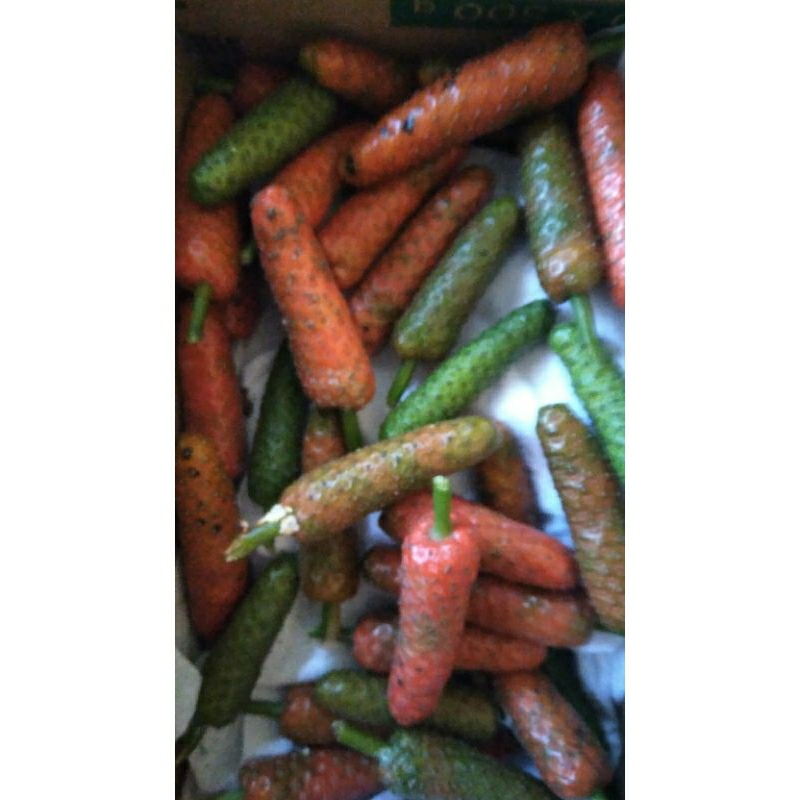 

BUAH CABE JAWA / CABE MADURA petik segar