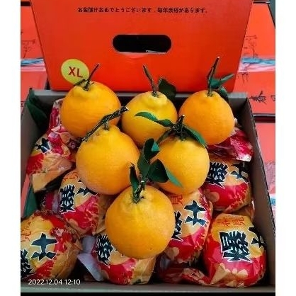 

JERUK DEKOPON/PAPAGAN PANDA DUS HIJAU XL