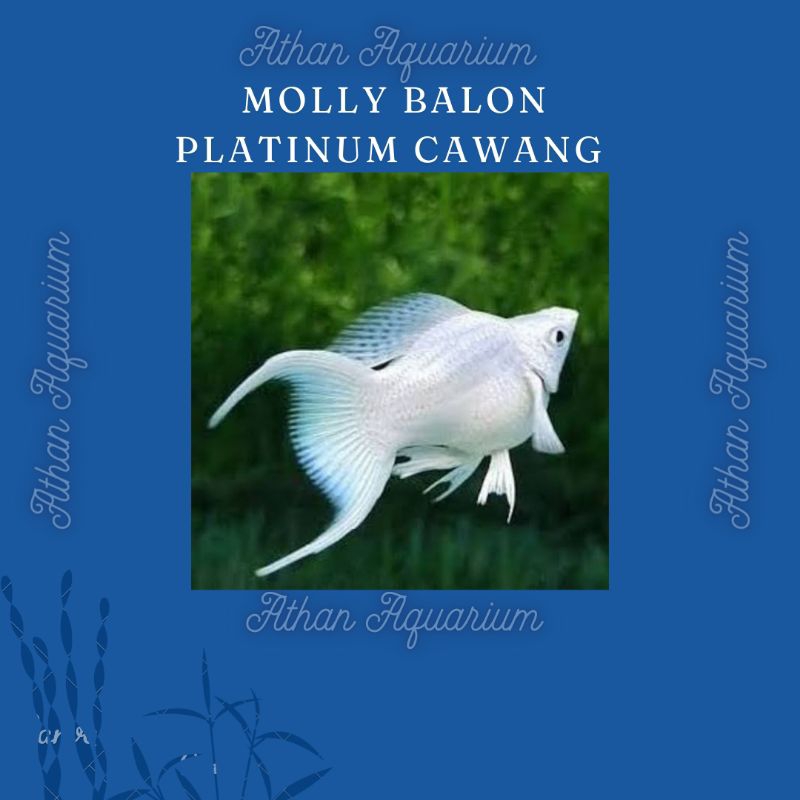 Molly Balon Platinum Cawang Jumbo size besar ukuran 4-5cm