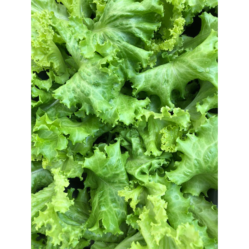 

Selada Keriting Sayuran Hydroponic Greenhouse per 250g