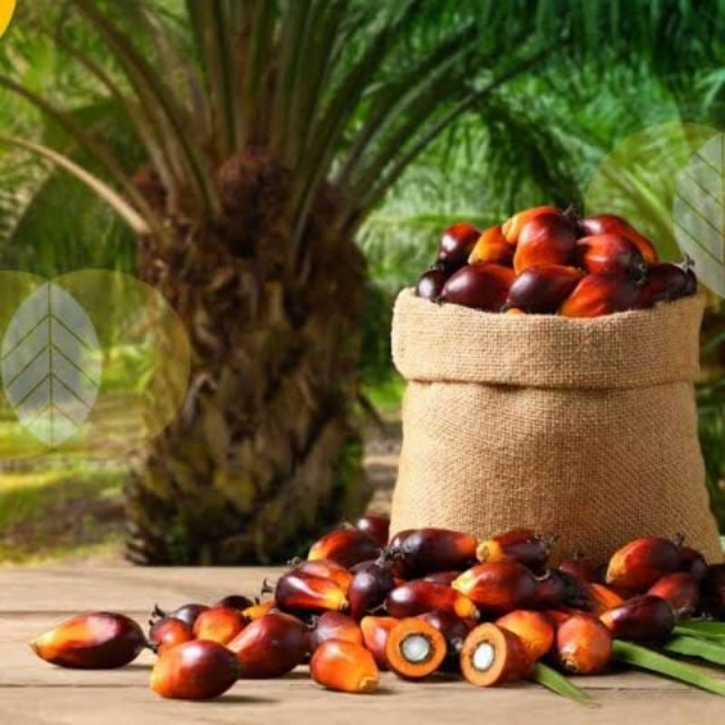 kecambah sawit PPKS Medan bersertifikat (isi 150)