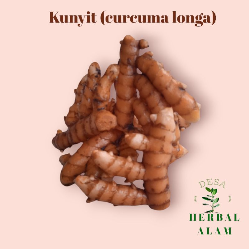 

Kunyit (curcuma longa) fress 100% organik langsung dari kebun