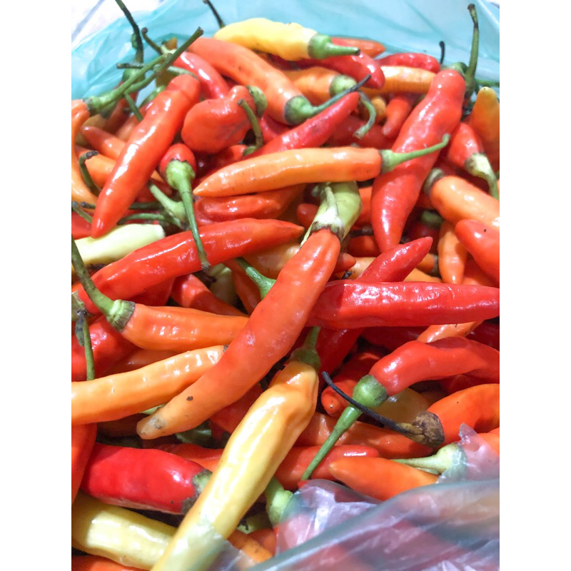 

CABE SETAN CABE BURUNG CABE GEPUK GACOAN MURAH ASLI