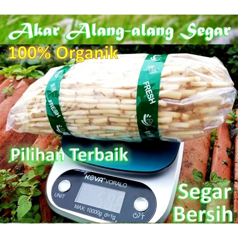 

AKAR Alang alang segar. akar alang alang kering|akar alangalang obat herbal ginjal