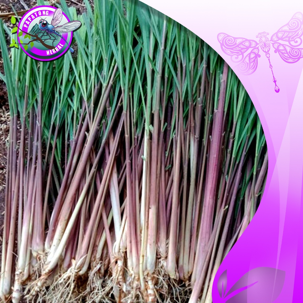 

SEREH MERAH SEREH WANGGI 1 KG