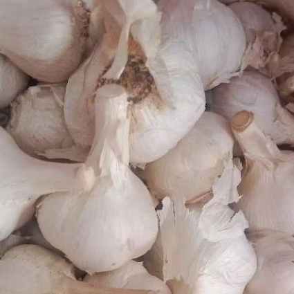 

Bawang Putih Kating masih bertangkai