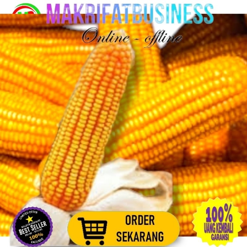 

MAKRIFATBUSINESS Paket 10 kg JAGUNG PIPIL HIBRIDA Kwalitas Bersih Untuk Konsumsi Pakan Ternak Bibit Serta Keperluan lainnya