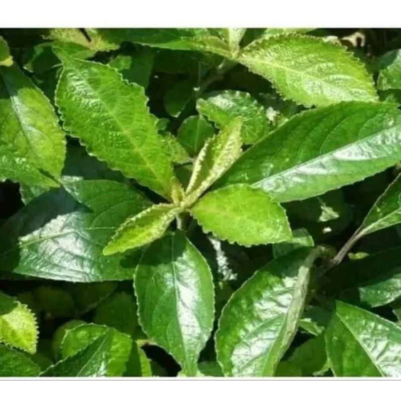 

DAUN KIJI BELING 500 GR