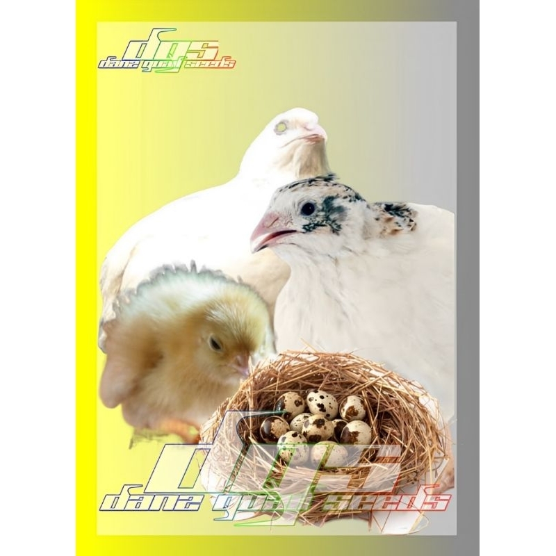 

Telur Puyuh Tetas Standart Stock Albino Mata Merah isi 60butir (660gr)