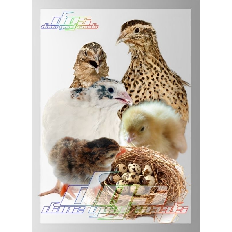 

Telur Puyuh Tetas Standart Stock isi 75 butir (750gr)