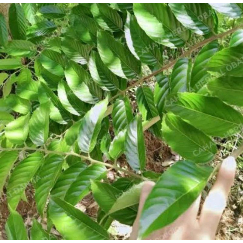 

daun kayu Afrika/daun kayu sobsis 1kg bahan ecofrint 100% original