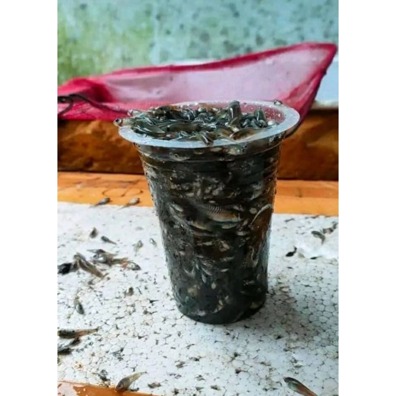 Ikan Cere 1 Gelas Pakan Ikan Predator/Pakan Oscar Pakan Arwana Pakan Kura Kura