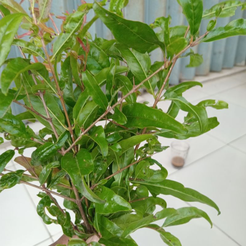 

Jual daun delima segar kering 250 gram