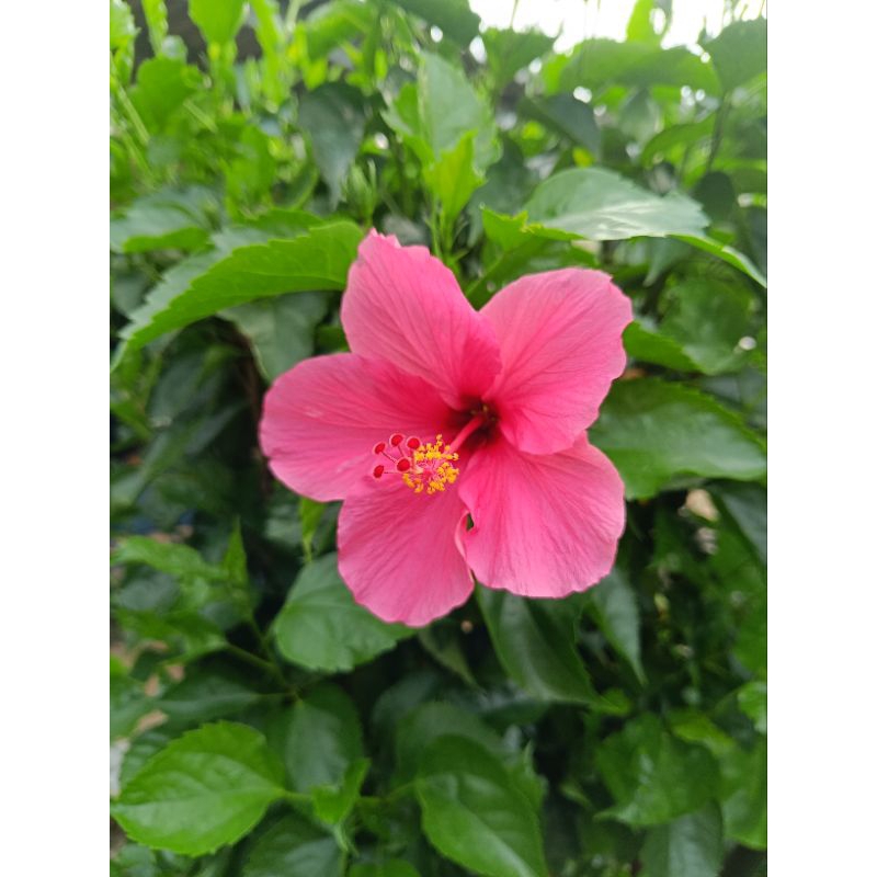 Tanaman hias bunga kembang sepatu pink - pohon kembang sepatu bunga pink