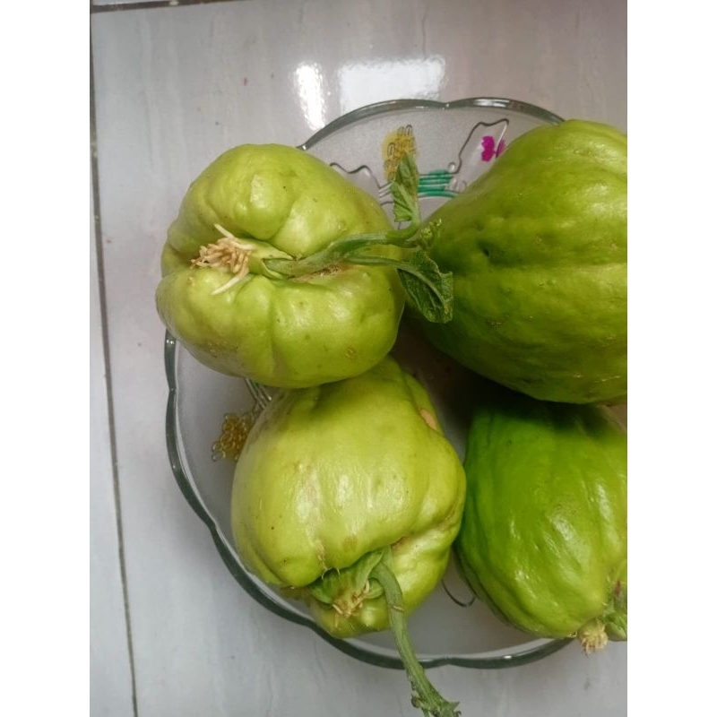 

Benih Labu Siam Pilihan - Paket Hemat 4 Isi