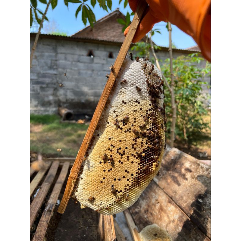 

madu asli dari hutan tropis pasuruan