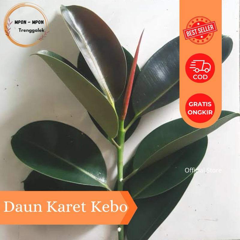 

Daun Karet Kebo Untuk Penderita Stroke