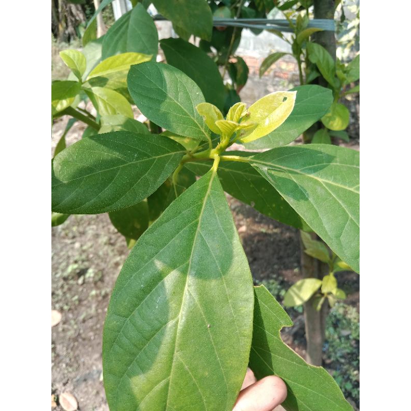 

DAUN ALPUKAT SEGAR