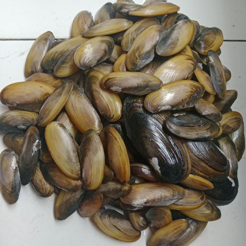 Kijing, Kerang Air Tawar, 1KG, Kerang Hidup