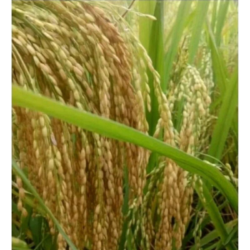 BENIH PADI INPAGO 13 KEMASAN 5KG