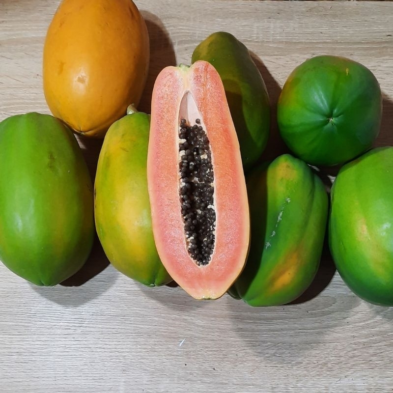 

Buah Pepaya California Calina IPB Berat 2 kg Baru Petik Masak Dipohon