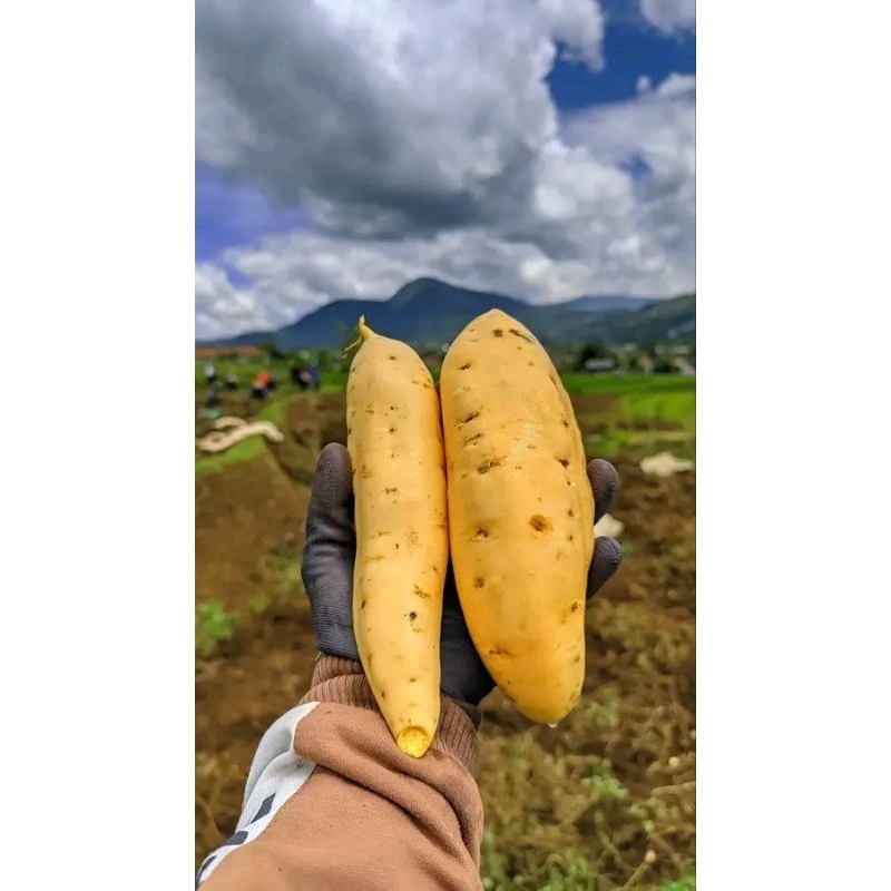 Bibit Ubi Madu Cilembu Sumedang