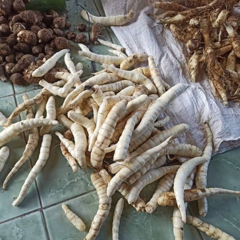 

ubi garut 1 kg fresss
