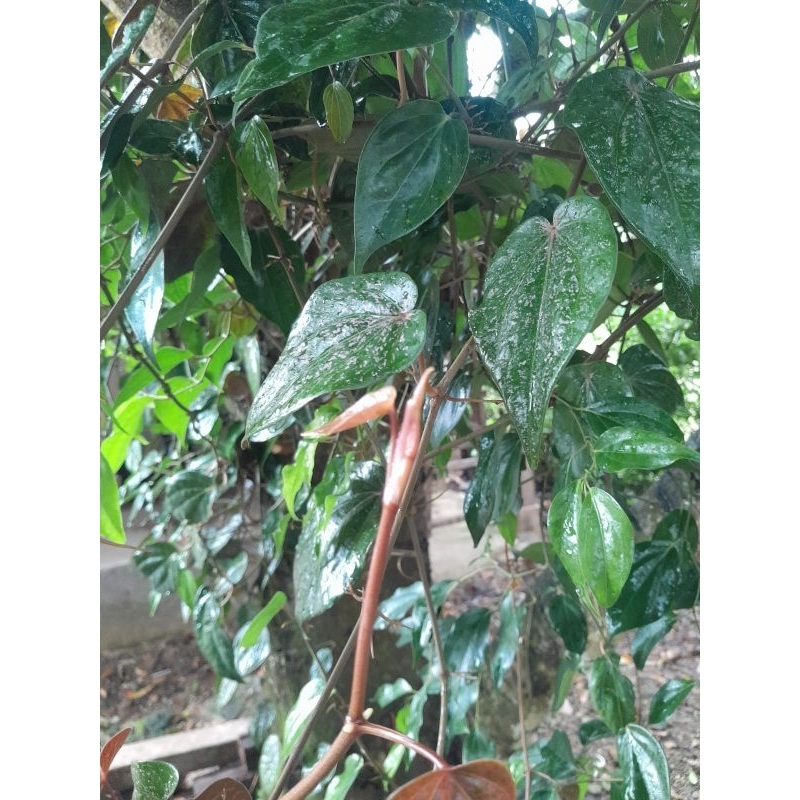 

Daun sirih merah ada yang hijau