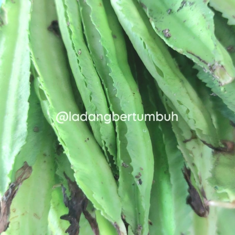 

Cipir Segar/Kecipir Fresh Campuran Urap - LADANG BERTUMBUH
