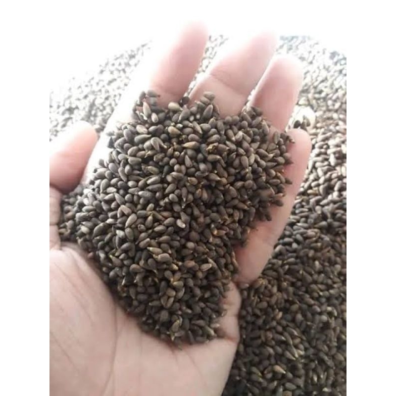 biji balsa / Benih Balsa / Biji Balsa 500gram / benih Balsa Premium