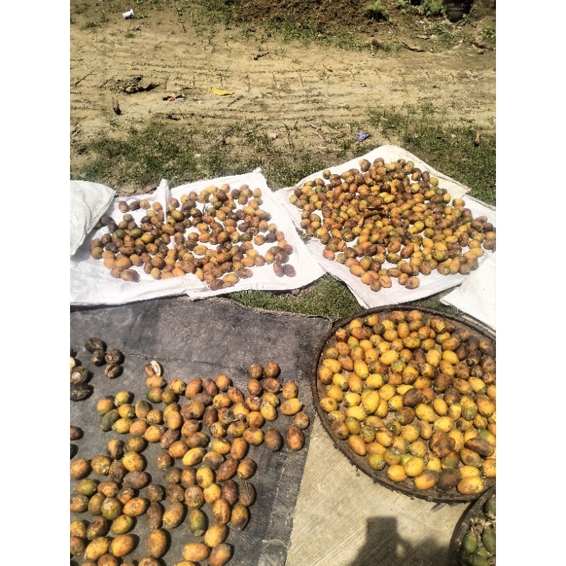 

PAKET PINANG TUA 5 KG RP 42.000